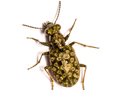 Elaphrus riparius